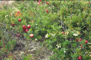 0517 PAINE - cestou k refugiu Pehoe.jpg